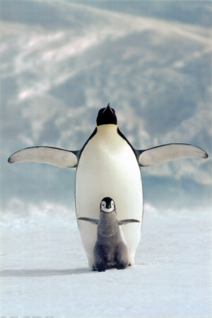 冬なのでペンギンの画像 どうぶつぞろぞろ動物動画