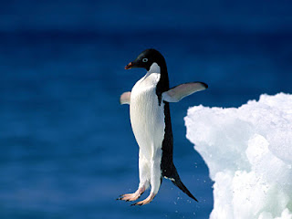 冬なのでペンギンの画像 どうぶつぞろぞろ動物動画