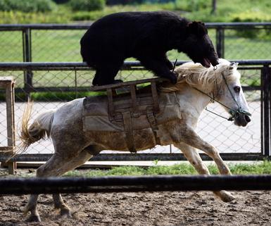 動物の上に乗る動物の画像 どうぶつぞろぞろ動物動画